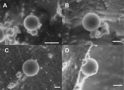 Nebulization of model hydrogel nanoparticles to macrophages at the air-liquid interface